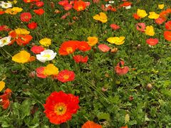 -重庆市江北嘴中央商务区中央公园