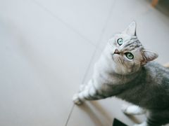 -平行世界·猫咖(首经贸店)