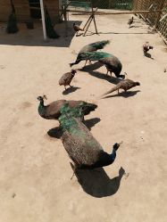 -萌宠亲子动物乐园(槐房万达店)