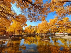 -金塔沙漠胡杨林景区