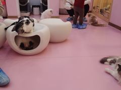 -爪爪喵星球·猫舍(前海卓越店)