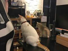 -东方名猫馆·英短金渐层布偶猫舍(环线广场1号楼店)