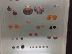 -青岛贝壳博物馆