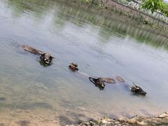 -杭州双溪漂流景区