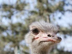 -青藏高原野生动物园