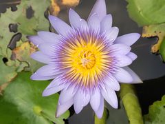 -中国科学院华南植物园