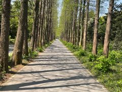 -上海滨江森林公园