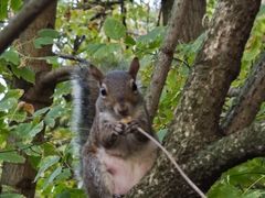 -斯福尔扎古堡