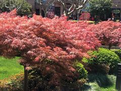 -荷风细雨·中国茶宴(碧云店)