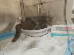 -康旭宠物医院(郑州总院)