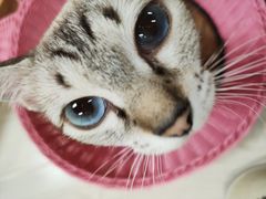 -猫和宫(六道口店)