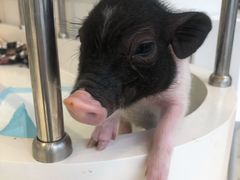 -怪兽屋·羊驼·猫咖·狗咖(俊华广场店)