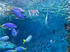 -上海海洋水族馆
