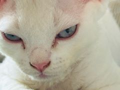 -瑞派宠物医院·24h·骨外科·皮肤科·全科宠物医疗转诊中心(沈阳浑南院)