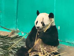 -栾川竹海野生动物园