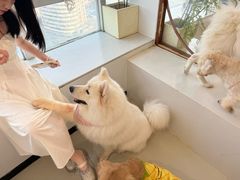 -共舞时光猫咖·狗咖(新街口店)
