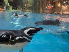 -帝企鹅自助餐厅•儿童岛•真企鹅(长隆企鹅酒店)