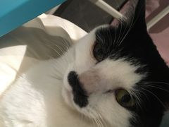 -爱妮康宠物医院·干细胞免疫细胞·肿瘤·心脏(张江店)