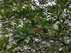 -广州神农草堂中医药博物馆