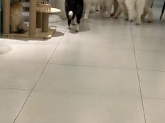 -安格丽娜·狗咖·猫咖羊驼咖(春熙路百盛商场店)