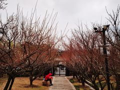-香雪海