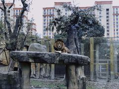 -上海野生动物园