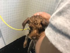 -PETKIT 小佩宠物·低压洗护·美容·寄养(安远店)