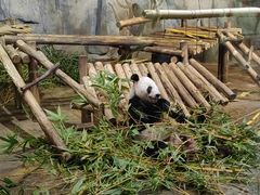 -深圳野生动物园