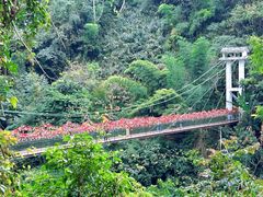 -西双版纳原始森林公园