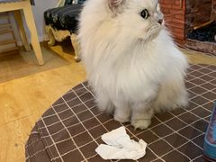 -万小咖.猫咖(中山路天虹店)