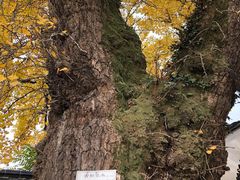-东山风景区(洞庭东山)