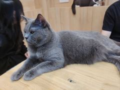 -是阿柴呀！柴犬咖啡·爱喵喵猫咖