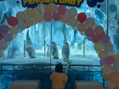 -帝企鹅自助餐厅•儿童岛•真企鹅(长隆企鹅酒店)