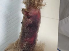 -美美宠物诊疗中心·异宠·骨科(滨江东信分院)