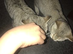 -猫色咖啡·猫咖
