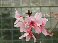 -中国科学院华南植物园