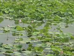 -天津东丽湖风景区