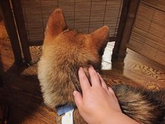 -柴务处·柴犬主题狗咖