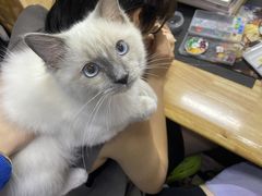 -喵zoo家庭繁育猫舍(尖东智能花园店)