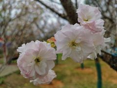 -天适樱花悠乐园