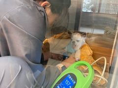 -北京派仕佳德动物医院·超导核磁·CT·神经科·骨科·内外科·急重症管理中心