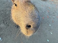 -合肥滨湖国家森林公园