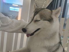 -怪兽屋·羊驼·猫咖·狗咖(俊华广场店)