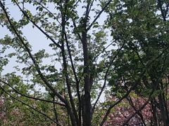 -西北湖绿化广场