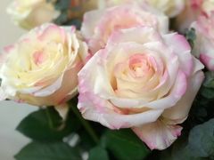 -双季花艺园艺市场(浦东店)