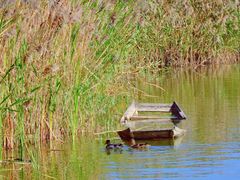 -盐城丹顶鹤湿地生态旅游区