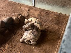 -西霞口神雕山野生动物世界