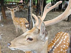 -鄂尔多斯野生动物园