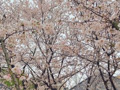 -新虹桥中心花园