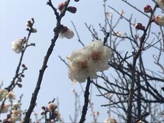 -香雪海